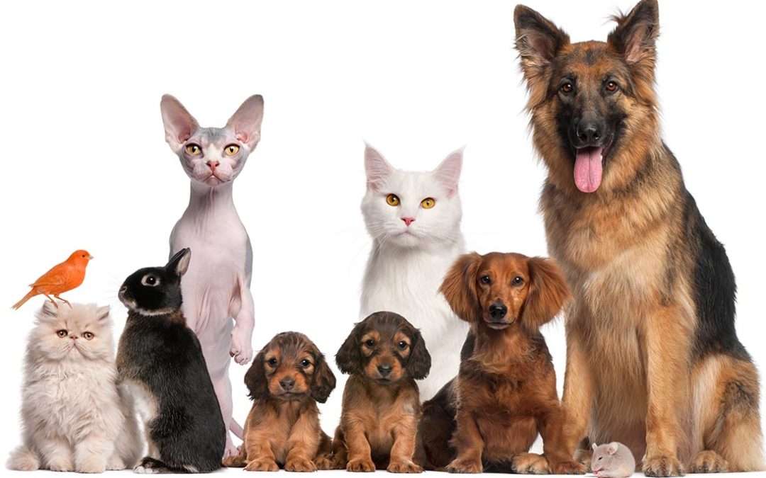 Friends with benefits – waarom huisdieren je gezonder en gelukkiger maken